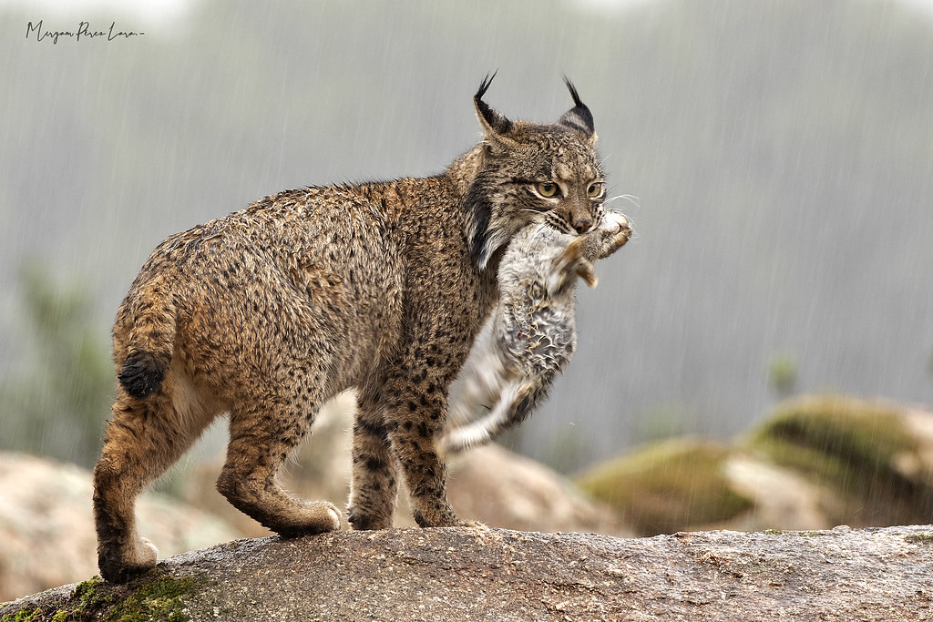 Hide Lince Ibérico