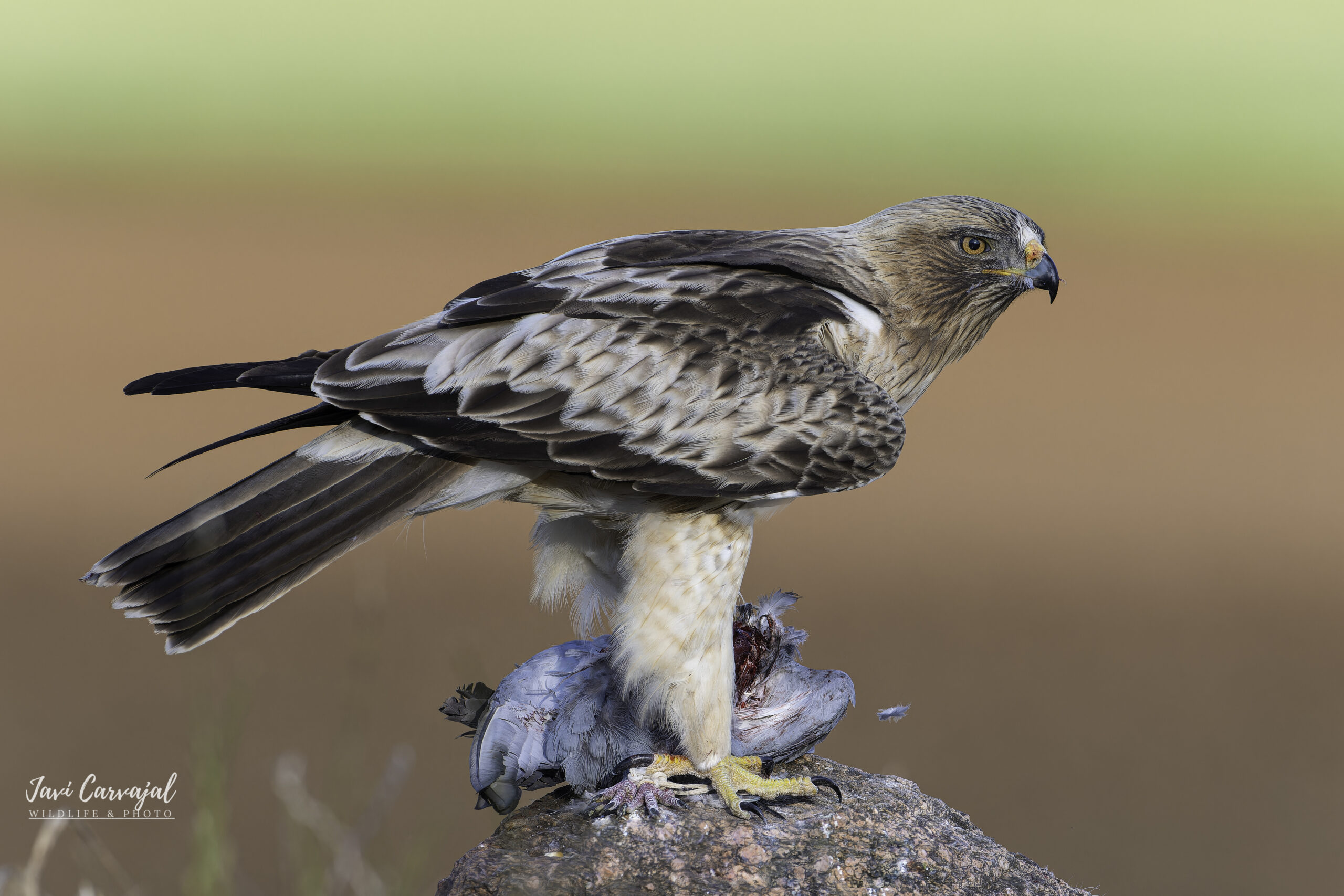 Hide Águila Calzada